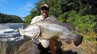 NILE PERCH FROM  THE MURCHISON FALLS