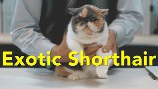 The Exotic Shorthair at a TICA Cat Show