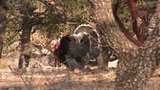 Goulds Turkey Hunting in Mexico with Jay Scott and Hunter Gavin Strait