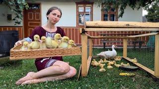 Woman is creating small duck farm. Cooking amazing lunch with smoked ribs. Slow Countryside Life