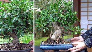 Making a Ficus Bonsai tree