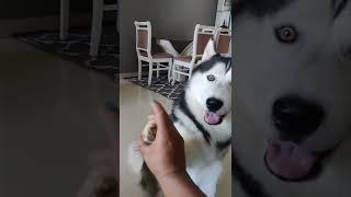 Cute Husky follows commands and say I LOVE YOU  #shorts #viral