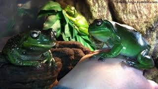 Tiny and Gumby demonstrate the Standard Stickyfrogs Greeting (and Departure!)