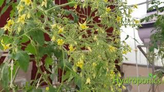 Loads of Tomato Clusters - Commercial Hydroponics in Pakistan