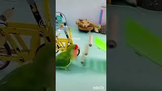 Very Cute Parrot #shorts # Bikram vlogs And short world #