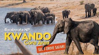 CAPRIVI Namibia  Überall Elefanten! Die Kwando Core Area im Bwabwata NP | Roadtrip Afrika