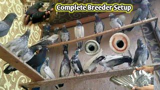 Complete Breeder Setup Available Ha | Pola G Pigeon Club | Kabootar Sale Video