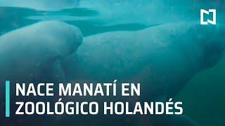 Nace cría de manatí en zoológico de Países Bajos - Paralelo 23