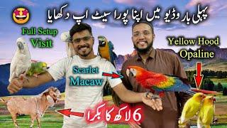 Exotic Parrots & Rare Birds Big Setup at Laraib Syed Bird House | Scarlet Macaw Umbrella Cockatoo