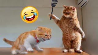 Try Not To Laugh Animals : 1 Hour of Funniest Cat Videos #19 | Funny Animal Videos