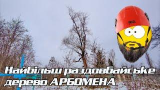 Ріжемо вербу на цвинтарі