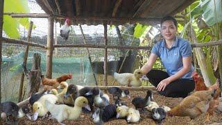 Build New Coops for Muscovy Ducks, Take Care Chickens and Gardening. Amy Forest life