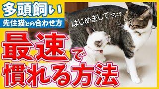 【もう１匹欲しい…! 飼う前に見て!!】多頭飼いの落とし穴…！？事前準備の方法やスムーズにお迎えする為の準備をご紹介！