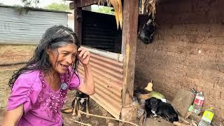 Doña Julia y sus DOS PERROS | Bob y el Negro