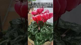 Cyclamen  /  Growing Tips