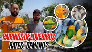 Pairings Of Lovebirds | Rates | Demand ?
