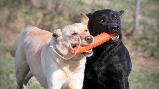 Puppy Socialization is the Most Important Part of Dog Training!