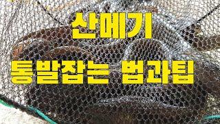 산속계곡에서 산메기 통발로 잡는 방법 휴가철 산메기 이렇게 잡아보세요