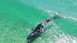 BRYDE'S WHALE SURFING FRASER ISLAND'S SHORE BREAK