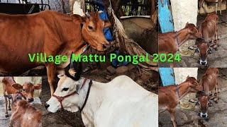 Mattu Pongal 2024 | Village festival celebration Mattu Pongal  omstatus