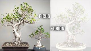 2 Ficus become one Ficus Bonsai