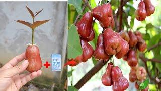 DON'T MISS THE 2 methods of propagating Roi plants that produce fruit quickly