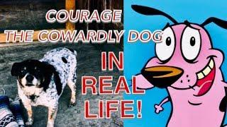 Courage the Cowardly Dog | IN REAL LIFE | LIVE ACTION