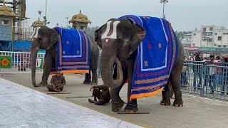 Srivari Elephants at Tirumala | TTD | Tirumala Temple