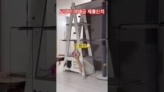 고양이역대급재롱잔치#레오뤼 #고양이 #cat