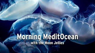 Morning MeditOcean — A Guided Meditation with the Moon Jellies