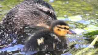 Irish Wildlife Trust: Wild Watch Walk!