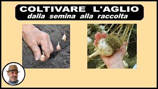 COLTIVARE L'AGLIO, dalla semina alla raccolta
