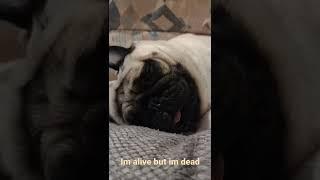 I'm alive but in dead #ripxxxtentacion im alive but im dead