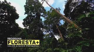 Floresta+ Carbono: Conservação das florestas nativas e alternativa de renda para quem cuida.