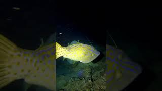 Strangest fish I have seen on a night dive..#fish #fishing #Strange #wierd #mermaid