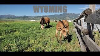 A Mare and her Colt grazing the pasture in Star Valley, Wyoming