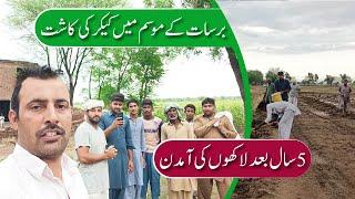 Kikar Farming In Pakistan | Kikar Farming Business In Pakistan |Tree Farming In Pakistan|کیکر فارمنگ