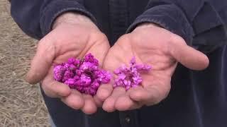 Pink Pom Pom Redbud Video