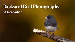 Backyard Bird Photography in December