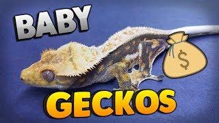 Why You Should Only Buy Baby Crested Geckos! 1 Year Gecko Progression!