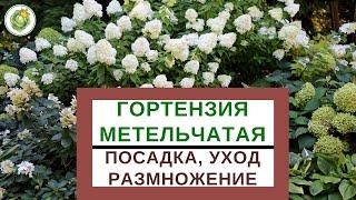 ГОРТЕНЗИЯ МЕТЕЛЬЧАТАЯ - виды, сорта, посадка, уход, обрезка  и размножение