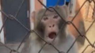 UNEXPECTED memes part 111 | monkey