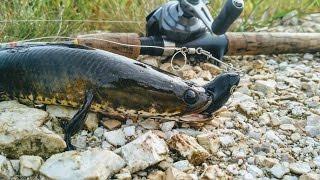 kumpai angler casting ikan gabus ( haruan ) pake soft frogy sambas