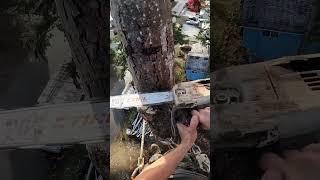 Cottonwood top bullseye #treecare