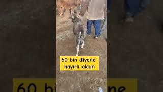 Babamın sen bunu gelecekte gör dediği dana #keşfet #inek #memes #öneçıkar #pazar #inekler #dana