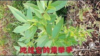 你听说过花椒叶可以当菜吃吗，别担心它并不麻，营养丰富芳香味浓