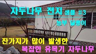 유목기 자두나무 전지-샘플#3 / 잔가지가 많이 발생한 자두 유목 전지 방법