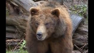 Percy Hamilton Goodair's Fatal Grizzly Bear Attack