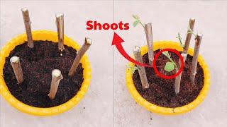 Mastering Jujube Propagation: Cuttings Made Easy