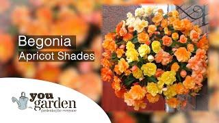 Begonia Apricot Shades with Peter McDermott